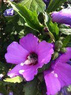 Mallow Hibiscus Flower blooming
