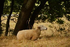 Sheep Pasture Livestock