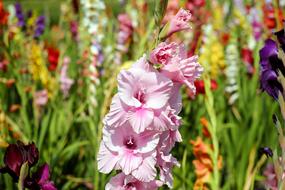 Gladiolus Flower Blossom