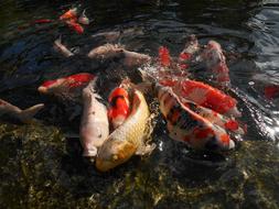 beautiful Japanese carps in the water