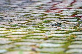 Stones Paving Pavement