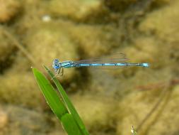 dragonfly in the air by the lake