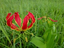 Flame Lily Gloriosa Superba Flower