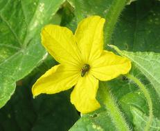 insect in center of Cucumber flower, Cucumis sativus