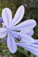 Agapanthus Blue Blossom