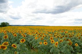 Sunflower Field Summer