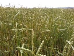 Spelt Cornfield Organic
