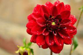 Dahlia Red Garden