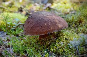 wild mushroom in the grass