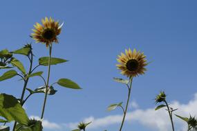 Summer Sunflowers field
