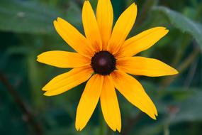 bright yellow garden flower with a black core