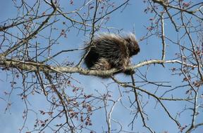 Canada Porcupine North American