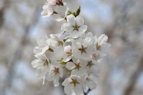white little flowers on a branch