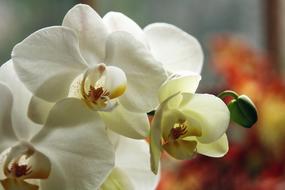 Orchid White Flower