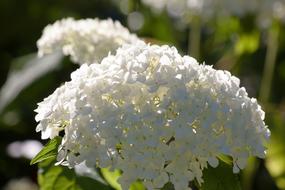 white Hydrangea Genus in Greenhouse