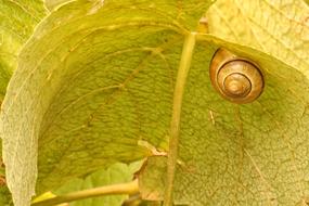 Wine Leaf