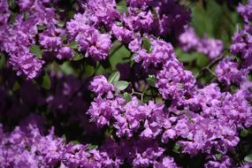 Pink Flower Bush Blossom Spring