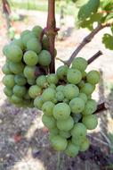 Grapes Grapevine Rebstock