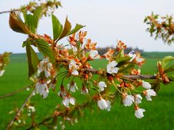 small flowers on a tree branch