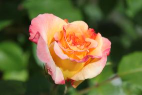 Rose Garden Flower