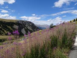 Landscape Mountain Flower