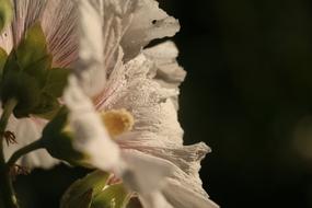 Flower Spring