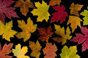 Leaves True Maple Autumn