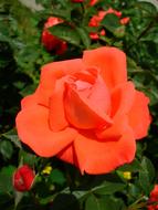 Red Rose Bloom