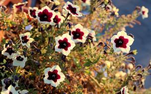 Garnet-Red Petunia Flowers