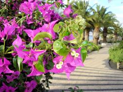 pink flowers on bushes in the garden