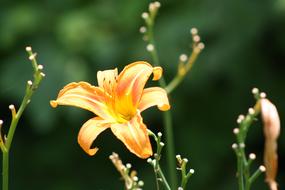 Lily Wild Orange