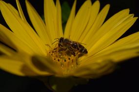 Sunflower Bee Yellow Close