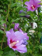 fragrant blooming hibiscus