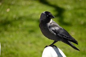 perched black jackdaw