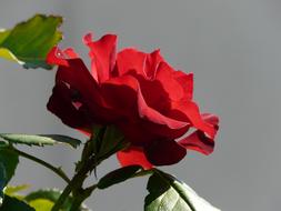 Rose Red Beauty