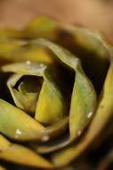 Bamboo Shoots Soil