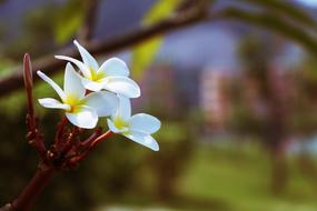 Yellow Flowera Plumeria Fry