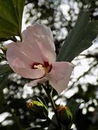 Hibiscus Mallow Pink