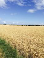 beautiful view of a wheat field