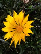 Gazania Flower