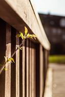 sprout by the wooden fence
