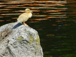 little duck on a rock