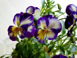Pansy 400â500 Blue