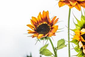 Sunflower Helianthus Annuus