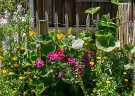 Flowers Blossom in cottage garden