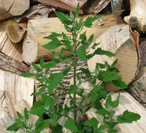 Lamb'S Quarters Melde Pigweed