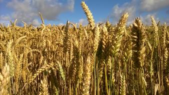 close up of wheat