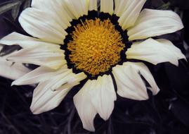 Flower Spring Macro White