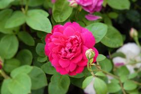 Pink Rose Flower on bush