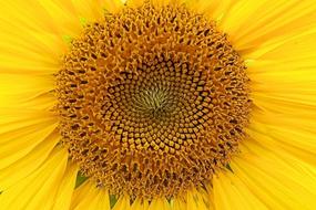 Sunflower Yellow B